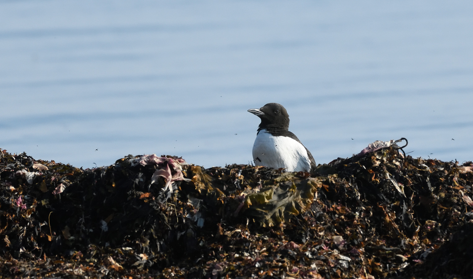 Uria lomvia lomvia [400 mm, 1/3200 Sek. bei f / 9.0, ISO 1600]